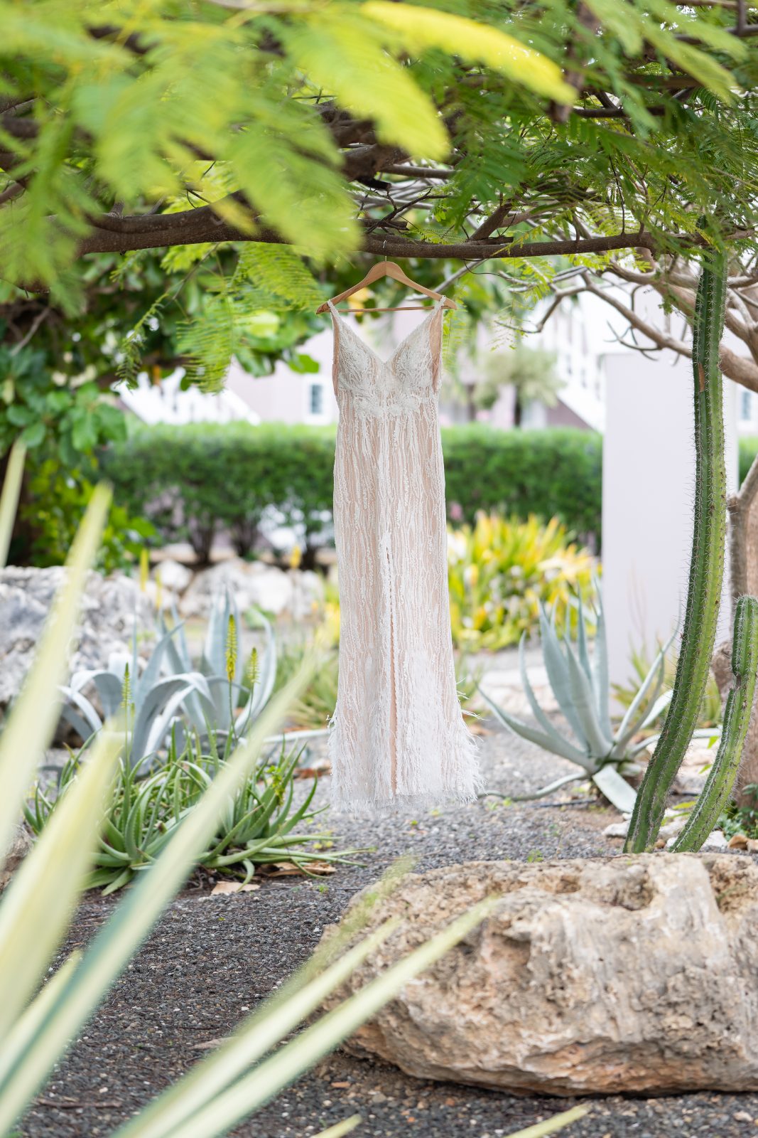 The wedding dress is hanging from a tree branch in a garden setting at Karakter, Curaçao, surrounded by tropical plants and rocks