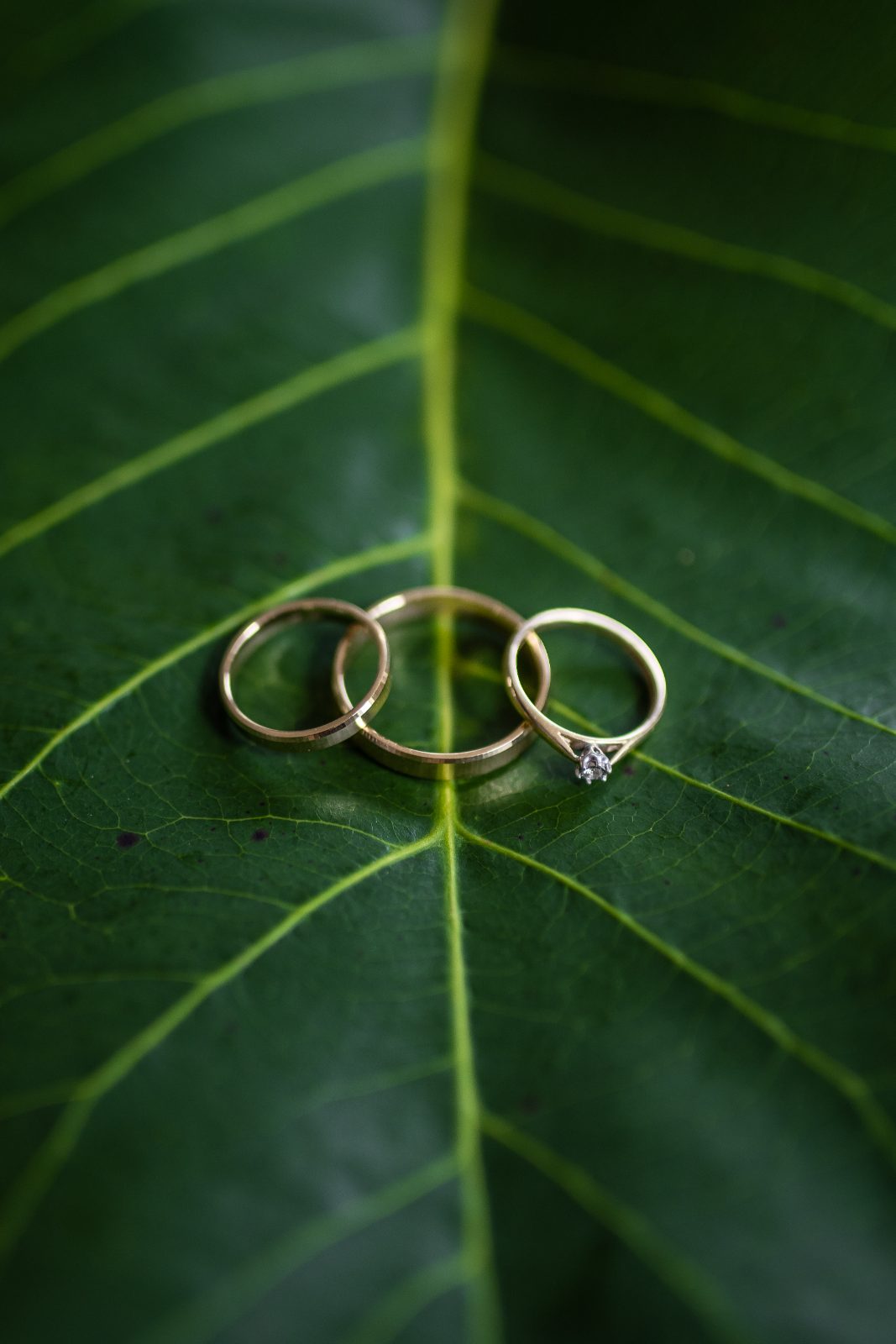 Three wedding rings are displayed on a green leaf at Karakter, Curaçao, during the wedding of Kinga and Sven